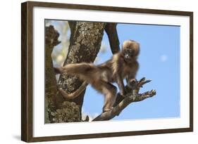 Baby Gelada Baboon (Theropithecus Gelada)-Gabrielle and Michel Therin-Weise-Framed Photographic Print