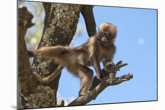 Baby Gelada Baboon (Theropithecus Gelada)-Gabrielle and Michel Therin-Weise-Mounted Photographic Print