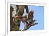 Baby Gelada Baboon (Theropithecus Gelada)-Gabrielle and Michel Therin-Weise-Framed Photographic Print