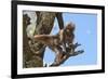 Baby Gelada Baboon (Theropithecus Gelada)-Gabrielle and Michel Therin-Weise-Framed Photographic Print