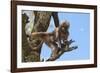 Baby Gelada Baboon (Theropithecus Gelada)-Gabrielle and Michel Therin-Weise-Framed Photographic Print