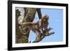 Baby Gelada Baboon (Theropithecus Gelada)-Gabrielle and Michel Therin-Weise-Framed Photographic Print