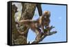 Baby Gelada Baboon (Theropithecus Gelada)-Gabrielle and Michel Therin-Weise-Framed Stretched Canvas