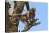 Baby Gelada Baboon (Theropithecus Gelada)-Gabrielle and Michel Therin-Weise-Stretched Canvas