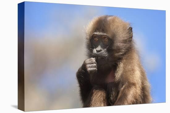 Baby Gelada Baboon (Theropithecus Gelada)-Gabrielle and Michel Therin-Weise-Stretched Canvas