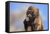 Baby Gelada Baboon (Theropithecus Gelada)-Gabrielle and Michel Therin-Weise-Framed Stretched Canvas