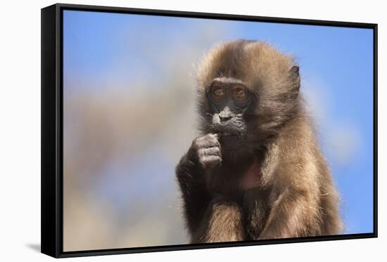 Baby Gelada Baboon (Theropithecus Gelada)-Gabrielle and Michel Therin-Weise-Framed Stretched Canvas