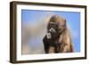 Baby Gelada Baboon (Theropithecus Gelada)-Gabrielle and Michel Therin-Weise-Framed Photographic Print