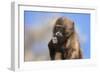 Baby Gelada Baboon (Theropithecus Gelada)-Gabrielle and Michel Therin-Weise-Framed Photographic Print