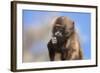 Baby Gelada Baboon (Theropithecus Gelada)-Gabrielle and Michel Therin-Weise-Framed Photographic Print