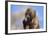 Baby Gelada Baboon (Theropithecus Gelada)-Gabrielle and Michel Therin-Weise-Framed Photographic Print