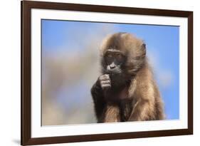 Baby Gelada Baboon (Theropithecus Gelada)-Gabrielle and Michel Therin-Weise-Framed Photographic Print