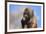 Baby Gelada Baboon (Theropithecus Gelada)-Gabrielle and Michel Therin-Weise-Framed Photographic Print