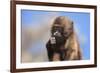 Baby Gelada Baboon (Theropithecus Gelada)-Gabrielle and Michel Therin-Weise-Framed Photographic Print