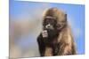 Baby Gelada Baboon (Theropithecus Gelada)-Gabrielle and Michel Therin-Weise-Mounted Photographic Print