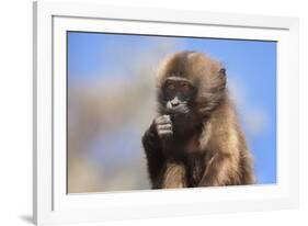 Baby Gelada Baboon (Theropithecus Gelada)-Gabrielle and Michel Therin-Weise-Framed Photographic Print