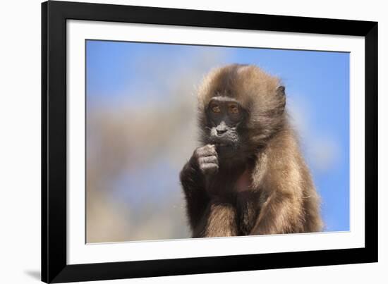 Baby Gelada Baboon (Theropithecus Gelada)-Gabrielle and Michel Therin-Weise-Framed Photographic Print