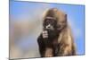 Baby Gelada Baboon (Theropithecus Gelada)-Gabrielle and Michel Therin-Weise-Mounted Photographic Print