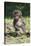 Baby Gelada Baboon (Theropithecus Gelada)-Gabrielle and Michel Therin-Weise-Stretched Canvas