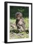 Baby Gelada Baboon (Theropithecus Gelada)-Gabrielle and Michel Therin-Weise-Framed Photographic Print