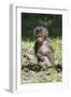 Baby Gelada Baboon (Theropithecus Gelada)-Gabrielle and Michel Therin-Weise-Framed Photographic Print