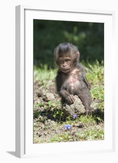 Baby Gelada Baboon (Theropithecus Gelada)-Gabrielle and Michel Therin-Weise-Framed Photographic Print