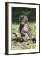 Baby Gelada Baboon (Theropithecus Gelada)-Gabrielle and Michel Therin-Weise-Framed Photographic Print