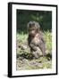 Baby Gelada Baboon (Theropithecus Gelada)-Gabrielle and Michel Therin-Weise-Framed Photographic Print