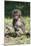 Baby Gelada Baboon (Theropithecus Gelada)-Gabrielle and Michel Therin-Weise-Mounted Photographic Print