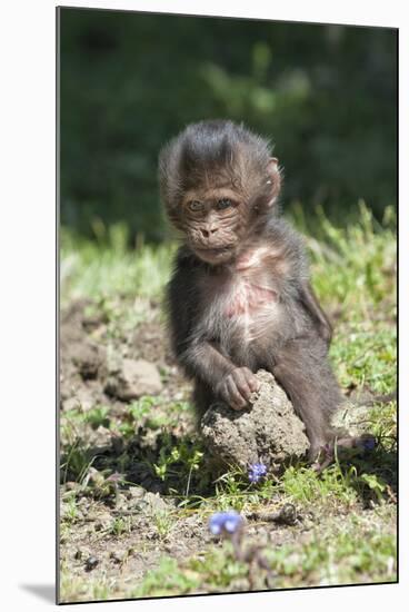 Baby Gelada Baboon (Theropithecus Gelada)-Gabrielle and Michel Therin-Weise-Mounted Photographic Print