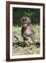 Baby Gelada Baboon (Theropithecus Gelada)-Gabrielle and Michel Therin-Weise-Framed Photographic Print