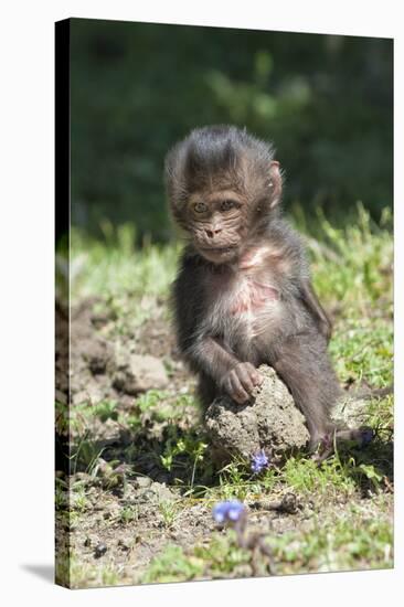 Baby Gelada Baboon (Theropithecus Gelada)-Gabrielle and Michel Therin-Weise-Stretched Canvas