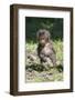 Baby Gelada Baboon (Theropithecus Gelada)-Gabrielle and Michel Therin-Weise-Framed Photographic Print