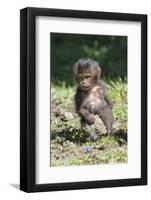 Baby Gelada Baboon (Theropithecus Gelada)-Gabrielle and Michel Therin-Weise-Framed Photographic Print