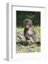 Baby Gelada Baboon (Theropithecus Gelada)-Gabrielle and Michel Therin-Weise-Framed Photographic Print