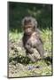 Baby Gelada Baboon (Theropithecus Gelada)-Gabrielle and Michel Therin-Weise-Mounted Photographic Print