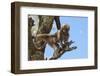 Baby Gelada Baboon (Theropithecus Gelada)-Gabrielle and Michel Therin-Weise-Framed Photographic Print