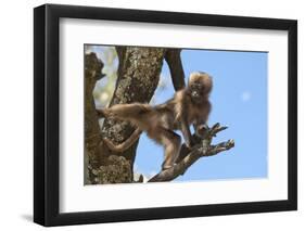 Baby Gelada Baboon (Theropithecus Gelada)-Gabrielle and Michel Therin-Weise-Framed Photographic Print