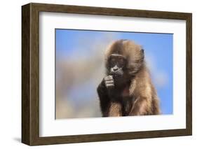 Baby Gelada Baboon (Theropithecus Gelada)-Gabrielle and Michel Therin-Weise-Framed Photographic Print