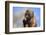 Baby Gelada Baboon (Theropithecus Gelada)-Gabrielle and Michel Therin-Weise-Framed Photographic Print