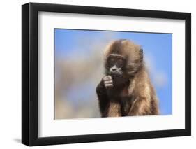 Baby Gelada Baboon (Theropithecus Gelada)-Gabrielle and Michel Therin-Weise-Framed Photographic Print