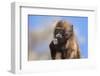 Baby Gelada Baboon (Theropithecus Gelada)-Gabrielle and Michel Therin-Weise-Framed Photographic Print