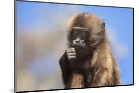 Baby Gelada Baboon (Theropithecus Gelada)-Gabrielle and Michel Therin-Weise-Mounted Photographic Print