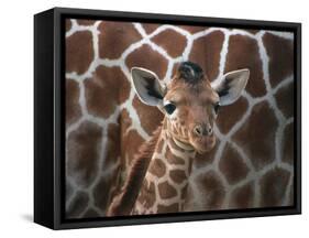 Baby Giraffe at Whipsnade Wild Animal Park Born, June 1996-null-Framed Stretched Canvas