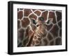 Baby Giraffe at Whipsnade Wild Animal Park Born, June 1996-null-Framed Premium Photographic Print