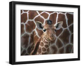 Baby Giraffe at Whipsnade Wild Animal Park Born, June 1996-null-Framed Premium Photographic Print