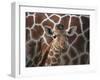 Baby Giraffe at Whipsnade Wild Animal Park Born, June 1996-null-Framed Premium Photographic Print