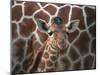 Baby Giraffe at Whipsnade Wild Animal Park Born, June 1996-null-Mounted Premium Photographic Print