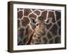 Baby Giraffe at Whipsnade Wild Animal Park Born, June 1996-null-Framed Photographic Print