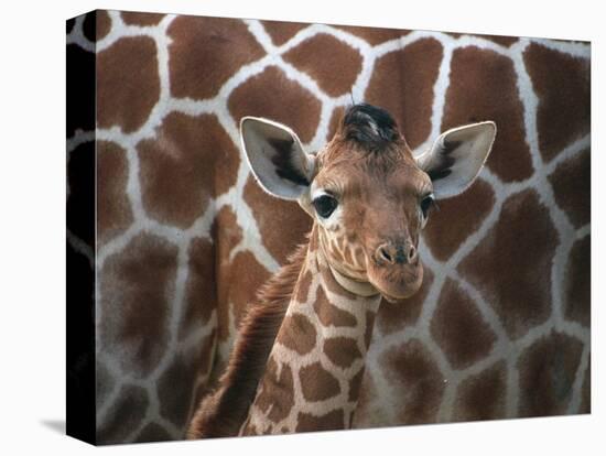 Baby Giraffe at Whipsnade Wild Animal Park Born, June 1996-null-Stretched Canvas